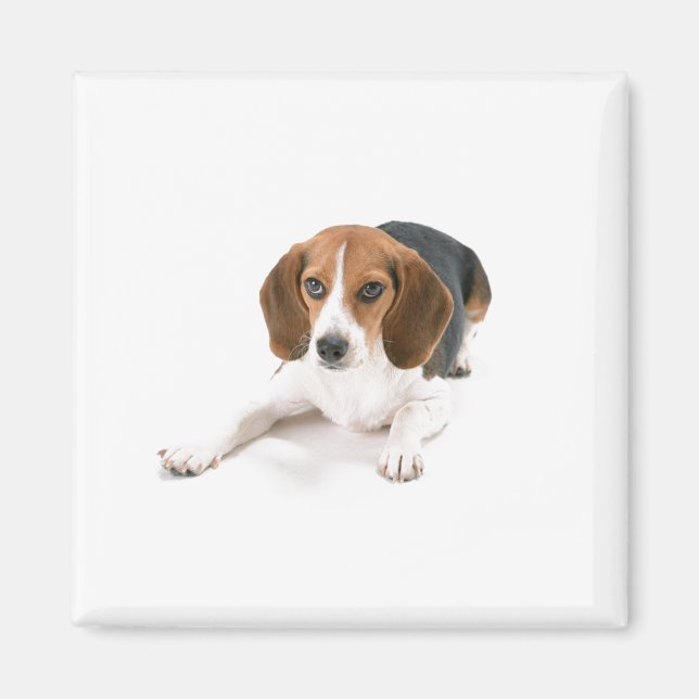 Imán Beagle Dog Magnet (Frente)