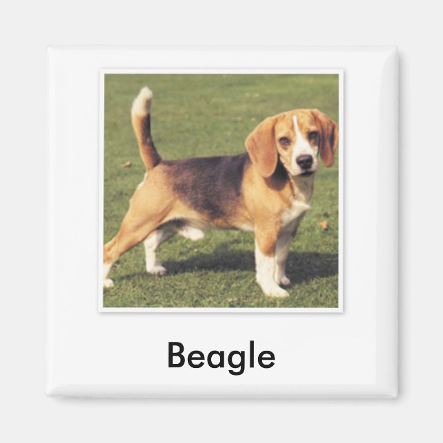 Imán Beagle Magnet (Frente)