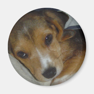 Imán Beagle Magnet