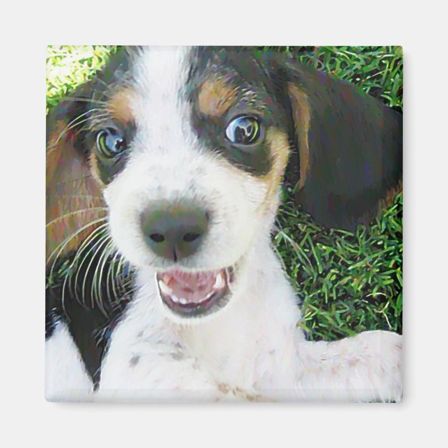 Imán Beagle Magnet (Frente)