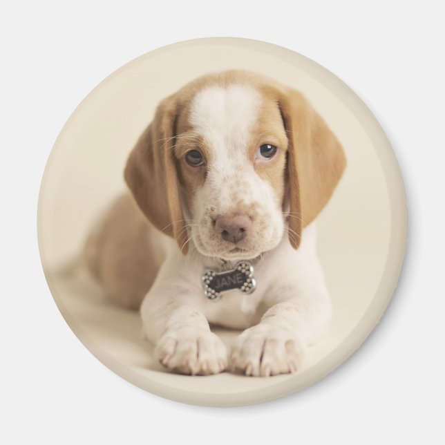 Imán Beagle Puppy (Frente)