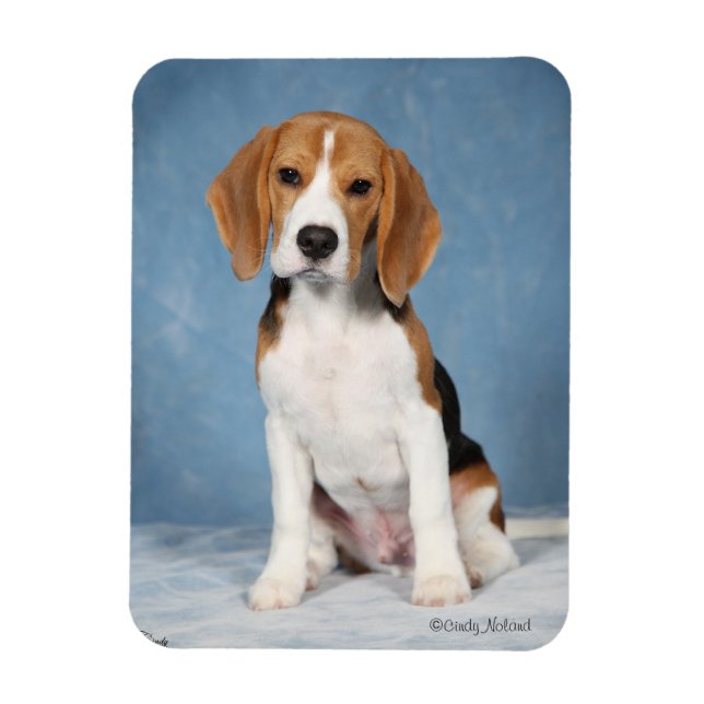 Imán Beagle Puppy (Vertical)