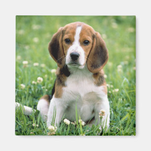 Imán Beagle Puppy