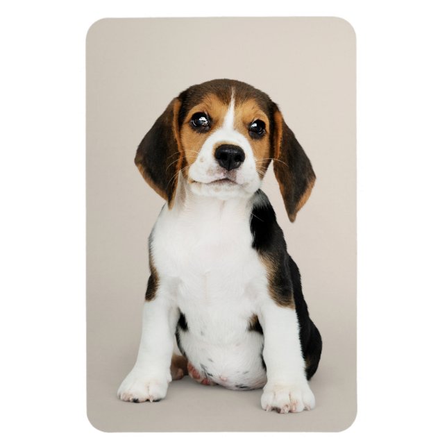 Imán Beagle Puppy (Vertical)