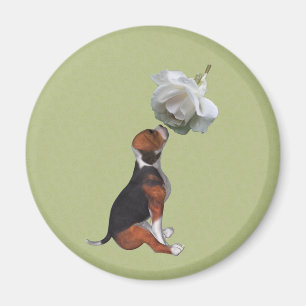 Imán Beagle Puppy White Rose Animal Magnet