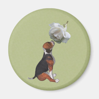 Imán Beagle Puppy White Rose Animal Magnet