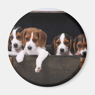 Imán Beagles