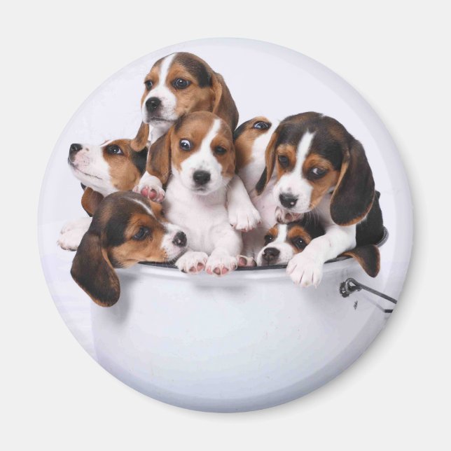 Imán Beagles en balde (Frente)
