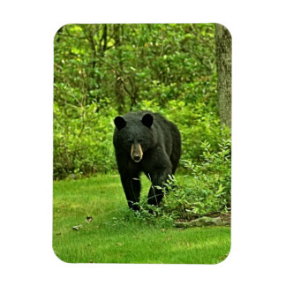 Imán Bear negro en el patio trasero