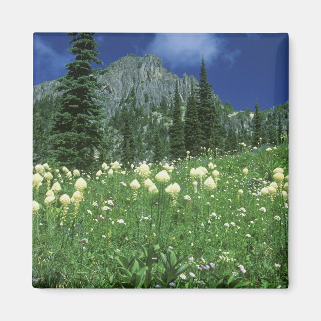 Imán Beargrass en el lago Eunice, Mt. Rainier NP, WA, (Frente)