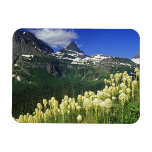 Imán Beargrass en Logan Pass en el Parque Nacional Glac