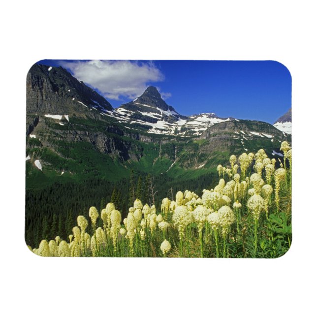 Imán Beargrass en Logan Pass en el Parque Nacional Glac (Horizontal)
