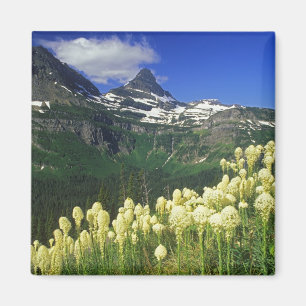 Imán Beargrass en Logan Pass en Glacier National Park
