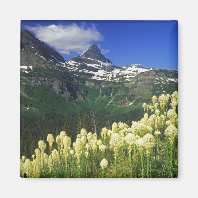 Imán Beargrass en Logan Pass en Glacier National Park (Frente)