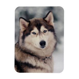 Imán Beautiful Husky in the Outdoors