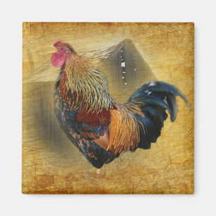 Imán Beautiful Rooster and Rustic Barn Chicken Coop