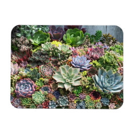 Imán Beautiful Succulents