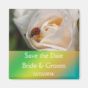 Imán Beautiful white rose flower save the date