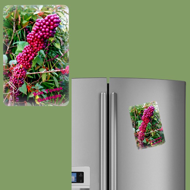 Imán Beautyberry estadounidense en Bok Tower Gardens Fl (Subido por el creador)