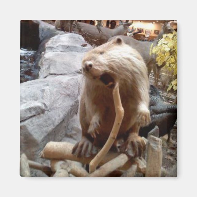 Imán Beaver (Frente)