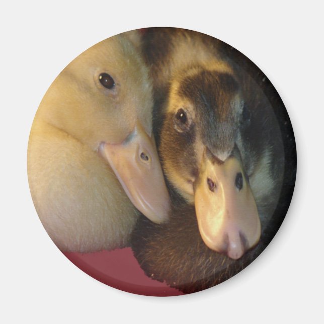 Imán Bebé Ancona Ducks Animales (Frente)