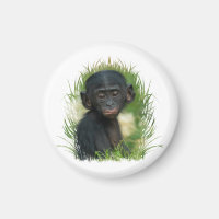 Bebé Bonobo Ape