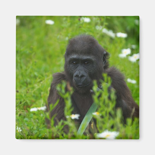 Imán Bebé De Gorila Escondiéndose En La Hierba (Frente)