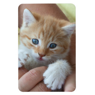 Imán Bebé dulce de Tabby