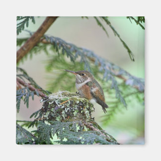 Imán Bebé Hummingbird sacando su lengua