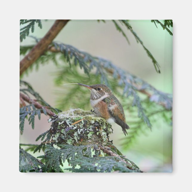 Imán Bebé Hummingbird sacando su lengua (Frente)