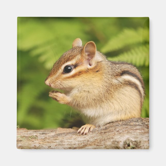 Imán bebé lindo chipmunk (Frente)