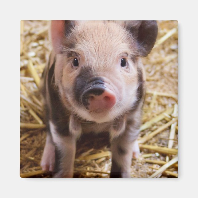 Imán Bebé lindo lechón Granja de animales Barnyard Babi (Frente)