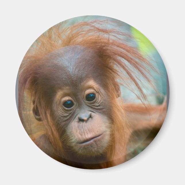 Imán Bebé lindo Orangutan mirando directo hacia adelant (Frente)