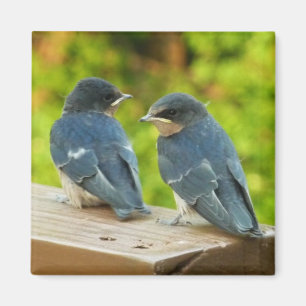 Imán Bebé Traga fotografías de aves naturales