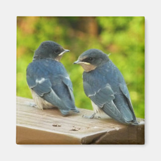 Imán Bebé Traga fotografías de aves naturales