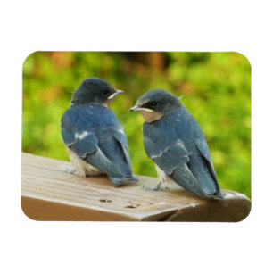 Imán Bebé Traga fotografías de aves naturales
