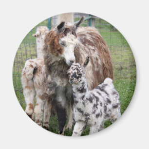 Imán Bebé y Mamá Llama Beso