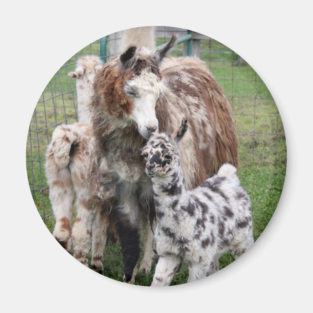 Imán Bebé y Mamá Llama Beso (Frente)