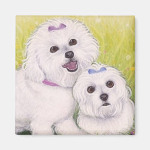 Imán Bebés de Bichon