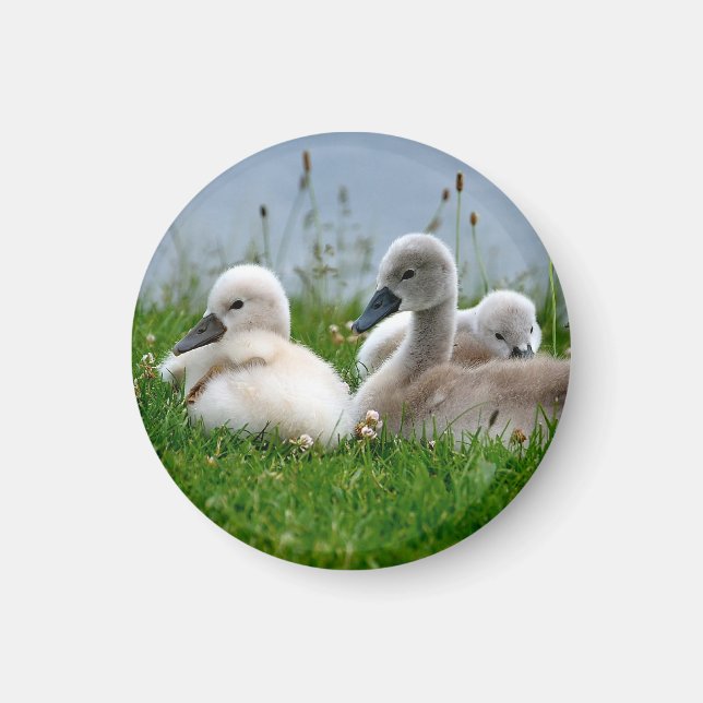 Imán Bebés de cisne-cisne (Frente)