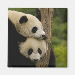 Imán bebés de panda gigante Ailuropoda melanoleuca)