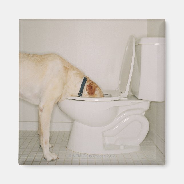 Imán Bebida de perro fuera del baño (Frente)