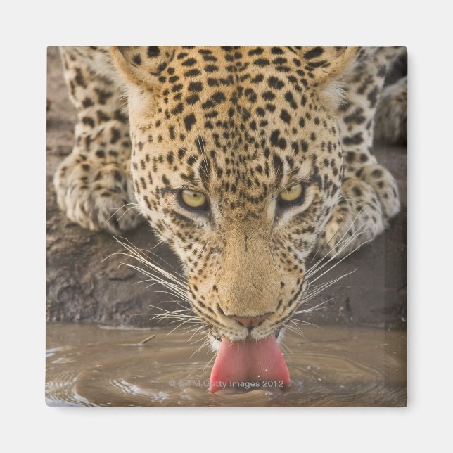 Imán Bebida leopardo, Parque Nacional Greater Kruger, (Frente)