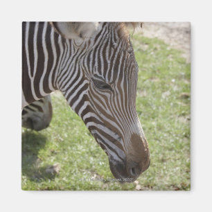 Imán Bedfordshire, Inglaterra