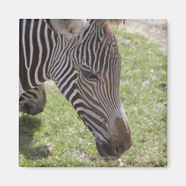 Imán Bedfordshire, Inglaterra (Frente)