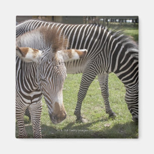 Imán Bedfordshire, Inglaterra