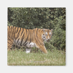 Imán Bedfordshire, Inglaterra 2