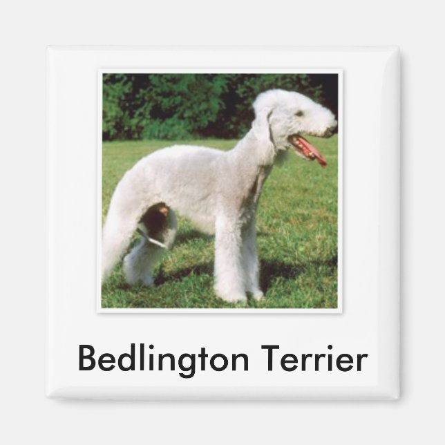 Imán Bedlington Terrier Magnet (Frente)