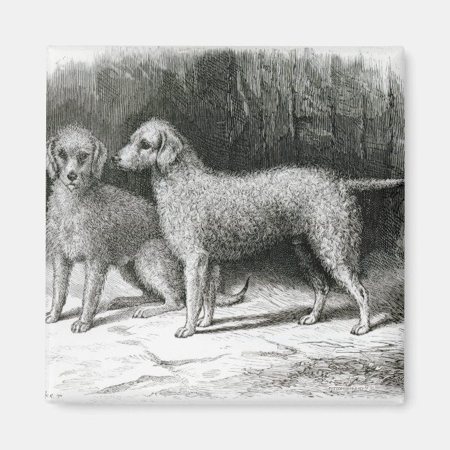 Imán Bedlington Terriers- El Sr. F. Armstrong's (Frente)