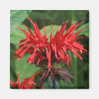 Imán Bee Balm Magnet
